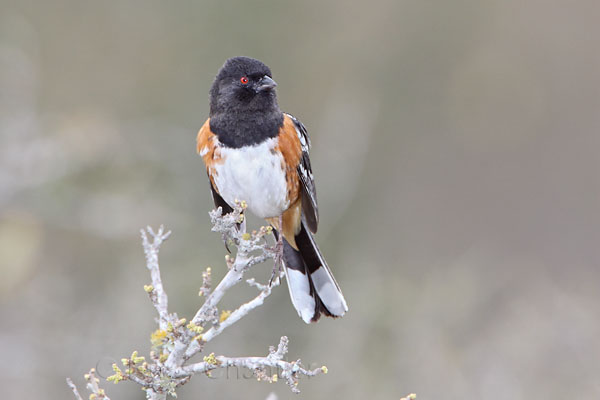 Spotted Towhee © Russ Chantler